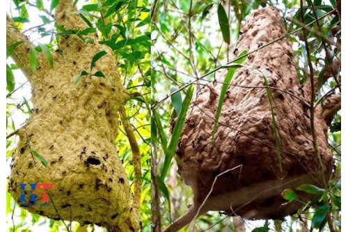 Tác Hại Của Ong Độc Gây Ra