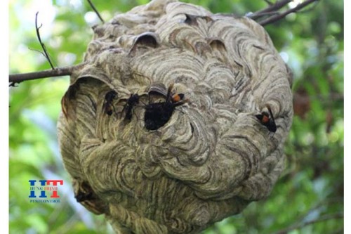 Dịch Vụ Bắt Ong Tại Hóc Môn TP. Hồ Chí Minh