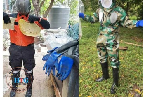 Dịch Vụ Bắt Ong Tại TP. Hồ Chí Minh
