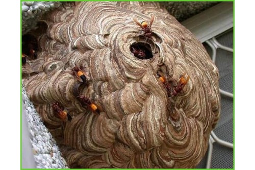 Dịch Vụ Bắt Ong Tại Quận Bình Tân TP. Hồ Chí Minh