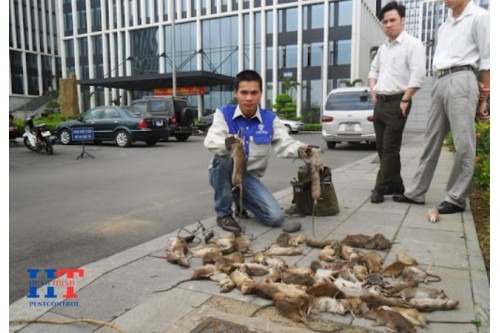 Dịch Vụ Diệt Chuột Tại Thuận An Bình Dương Giá Rẻ