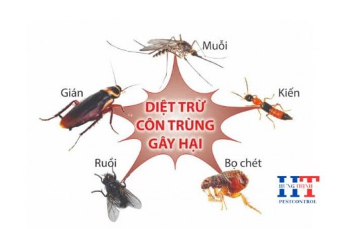 Dịch Vụ Diệt Chuột tại Tiền Giang Giá Rẻ