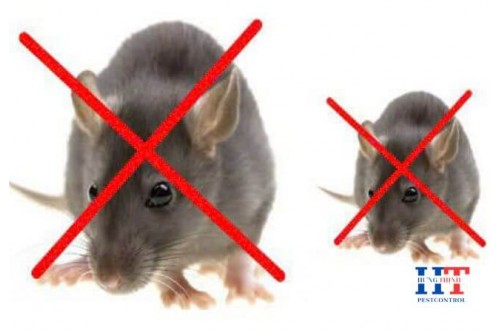 Dịch Vụ Diệt Chuột Giá Rẻ Tại Quận 2 TP. Hồ Chí Minh