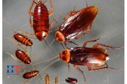 Giới Thiệu Về Loài Gián Và Tác Hại Của Chúng