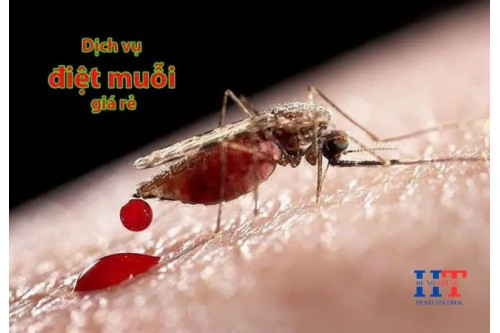 Dịch Vụ Phun Thuốc Diệt Muỗi Tại Gò Dầu Tây Ninh