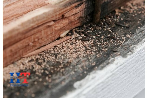 Dịch Vụ Diệt Mối Tại Tân An Long An Dịch Vụ Diệt Mối Tại Tân An Long An