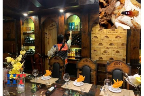 Tổng Quan Về Loài Mối Và Cách Phòng Trừ 
