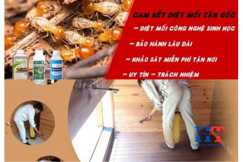 Dịch Vụ Diệt Mối Tận Gốc Tại Tây Ninh Giá Rẻ