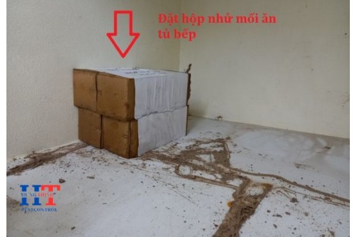 Dịch Vụ Diệt Mối Tận Gốc Tại Dĩ An Giá Rẻ