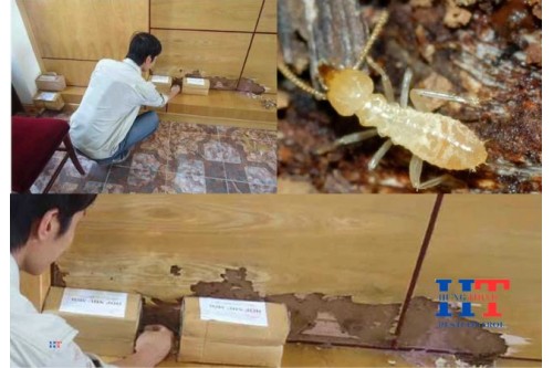 Dịch Vụ Diệt Mối Tận Gốc Tại Trảng Bàng Giá Rẻ 