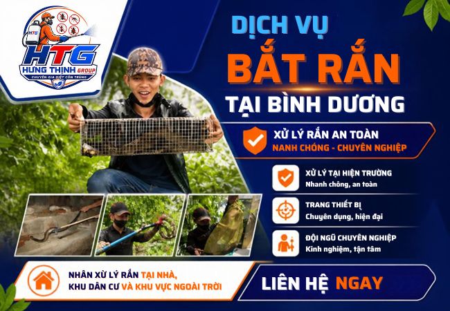Dịch vụ bắt rắn tại Bình Dương, Nhanh chóng an toàn hiệu quả