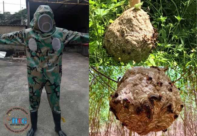 Dịch Vụ Bắt Ong Tại Bàu Bàng 