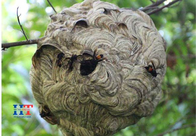 Dịch Vụ Bắt Ong Tại Hóc Môn TP. Hồ Chí Minh