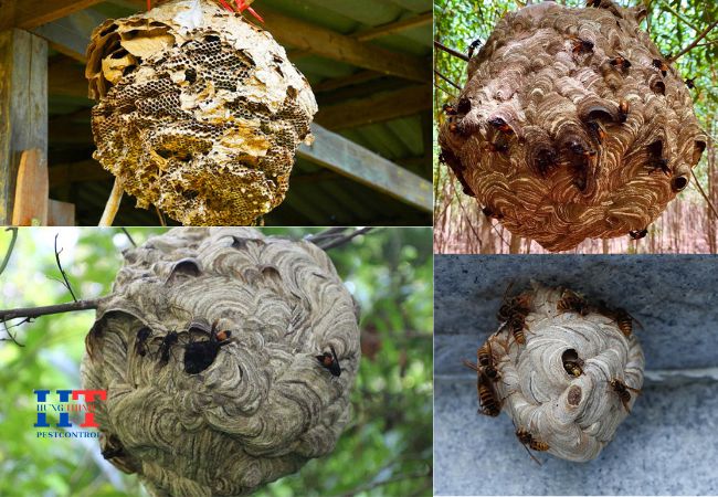 Dịch Vụ Bắt Ong Tại Quận 4 TP. Hồ Chí Minh