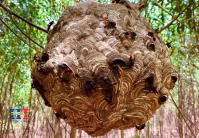 Dịch Vụ Bắt Ong Tại Thủ Đức TP. Hồ Chí Minh