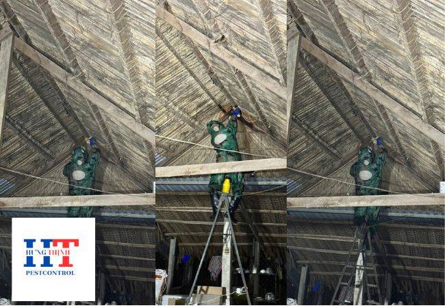 Dịch Vụ Bắt Ong Tại Quận 5 TP. Hồ Chí Minh