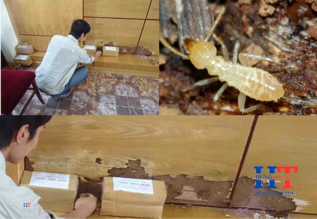 Dịch Vụ Diệt Mối Tại Đức Hoà Long An